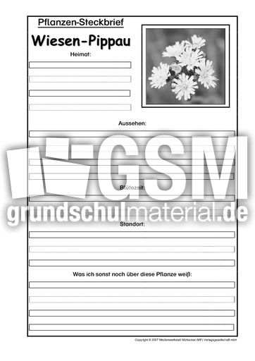 Pflanzensteckbrief-Wiesen-Pippau-SW.pdf